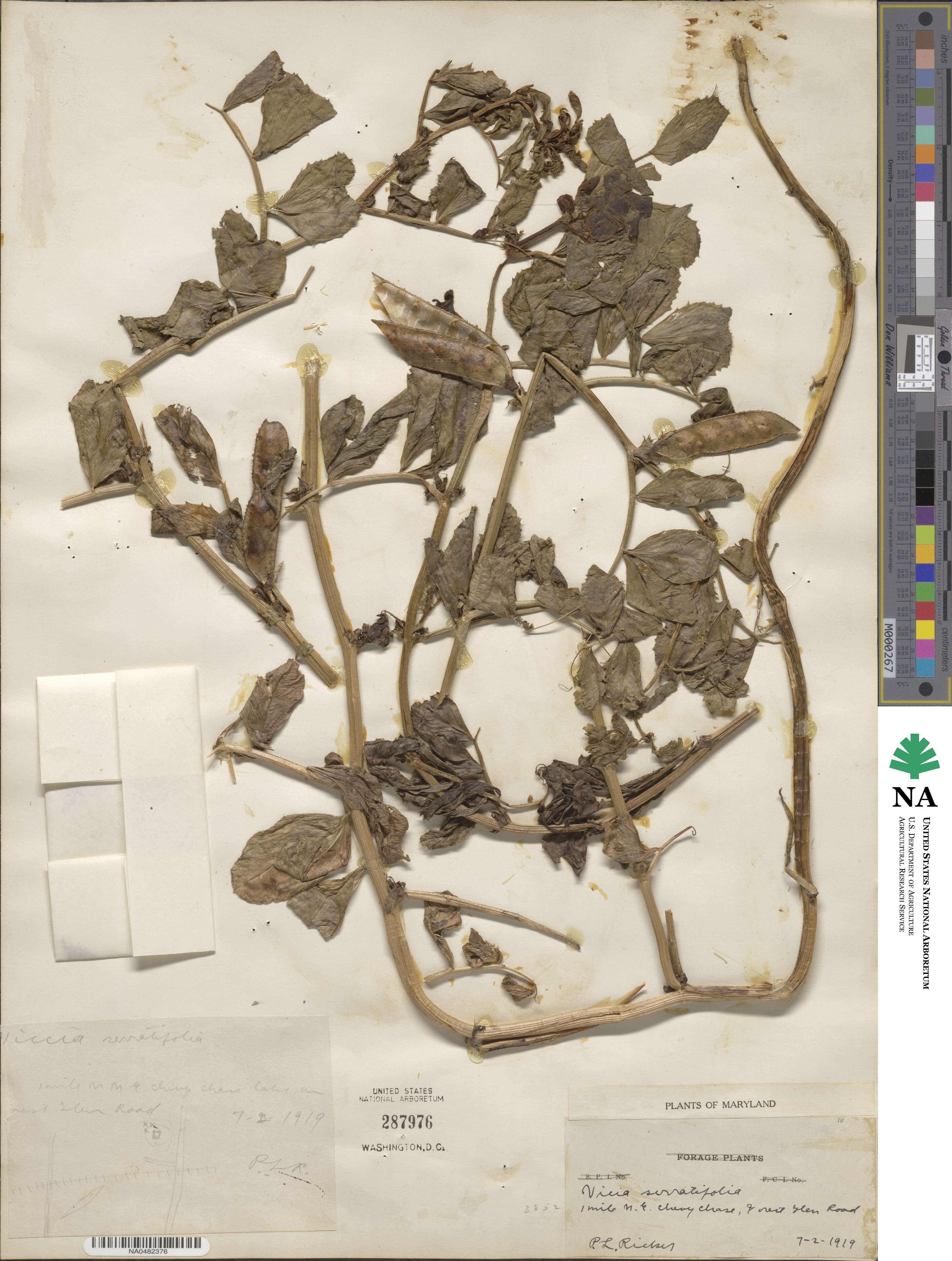 Vicia serratifolia image