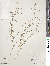 Vicia tetrasperma image