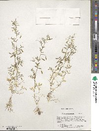 Vicia tetrasperma image