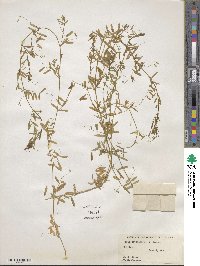 Vicia tetrasperma image