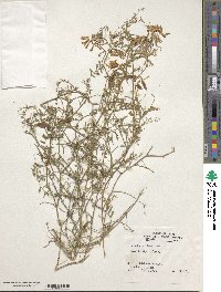 Vicia villosa image