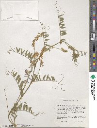 Vicia villosa image