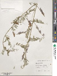 Vicia villosa image