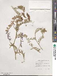 Vicia villosa image