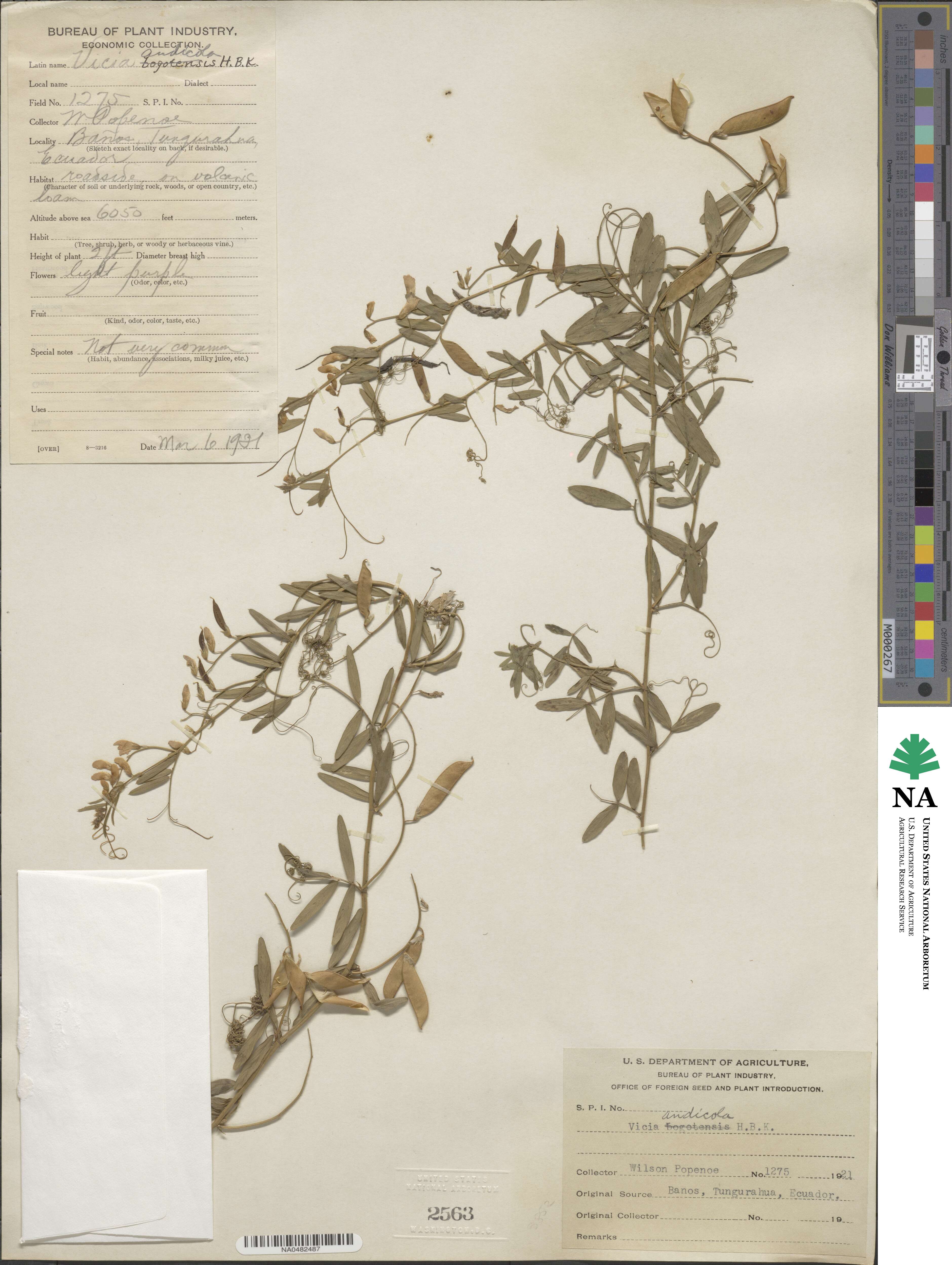 Vicia andicola image