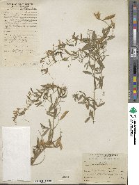 Vicia andicola image