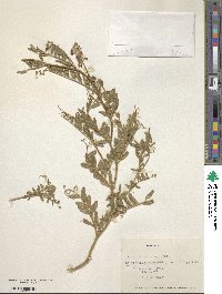 Vicia benghalensis image