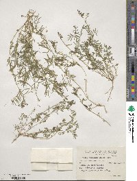 Vicia graminea image