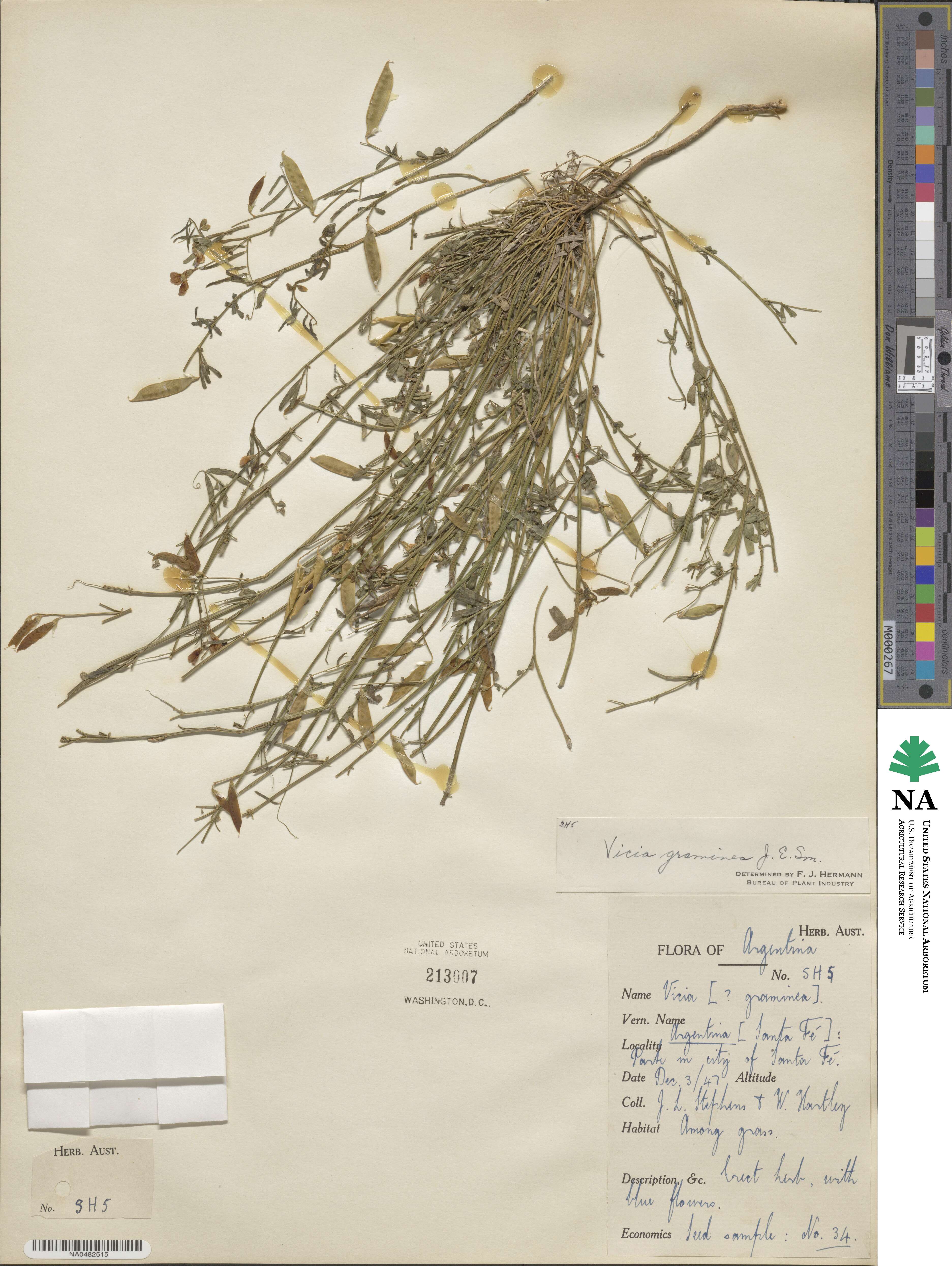 Vicia graminea image