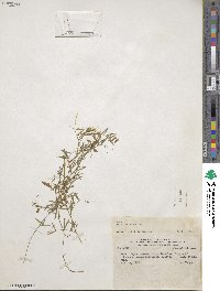 Vicia graminea image