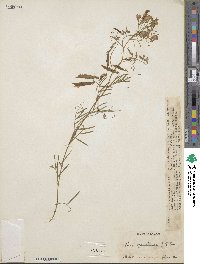 Vicia graminea image