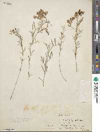 Vicia graminea image