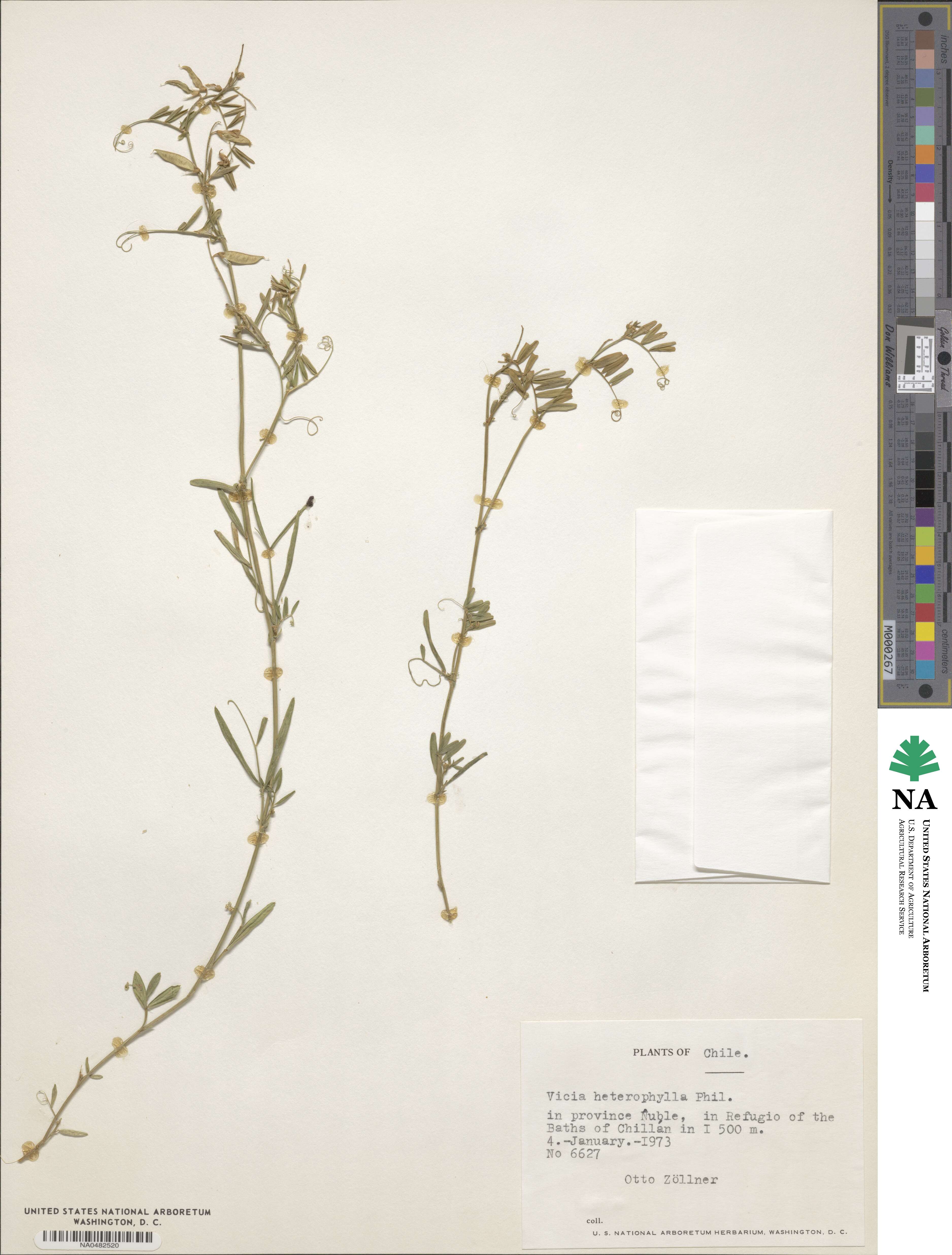 Vicia heterophylla image