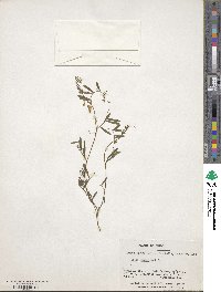 Vicia magellanica var. magellanica image