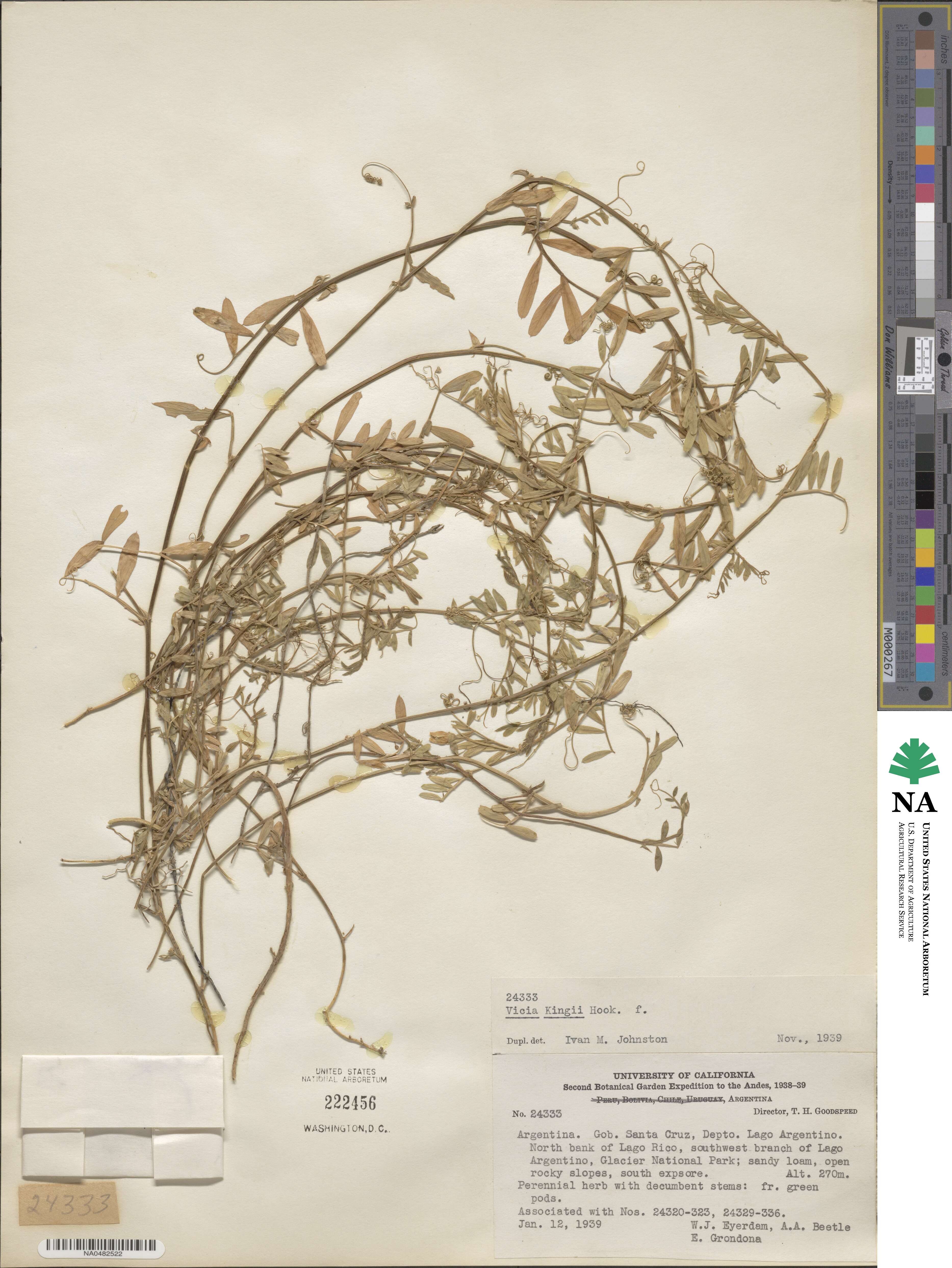 Vicia magellanica var. magellanica image