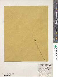 Vicia linearifolia image