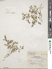 Vicia lomensis image