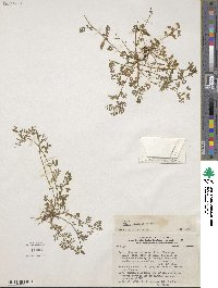 Vicia lomensis image