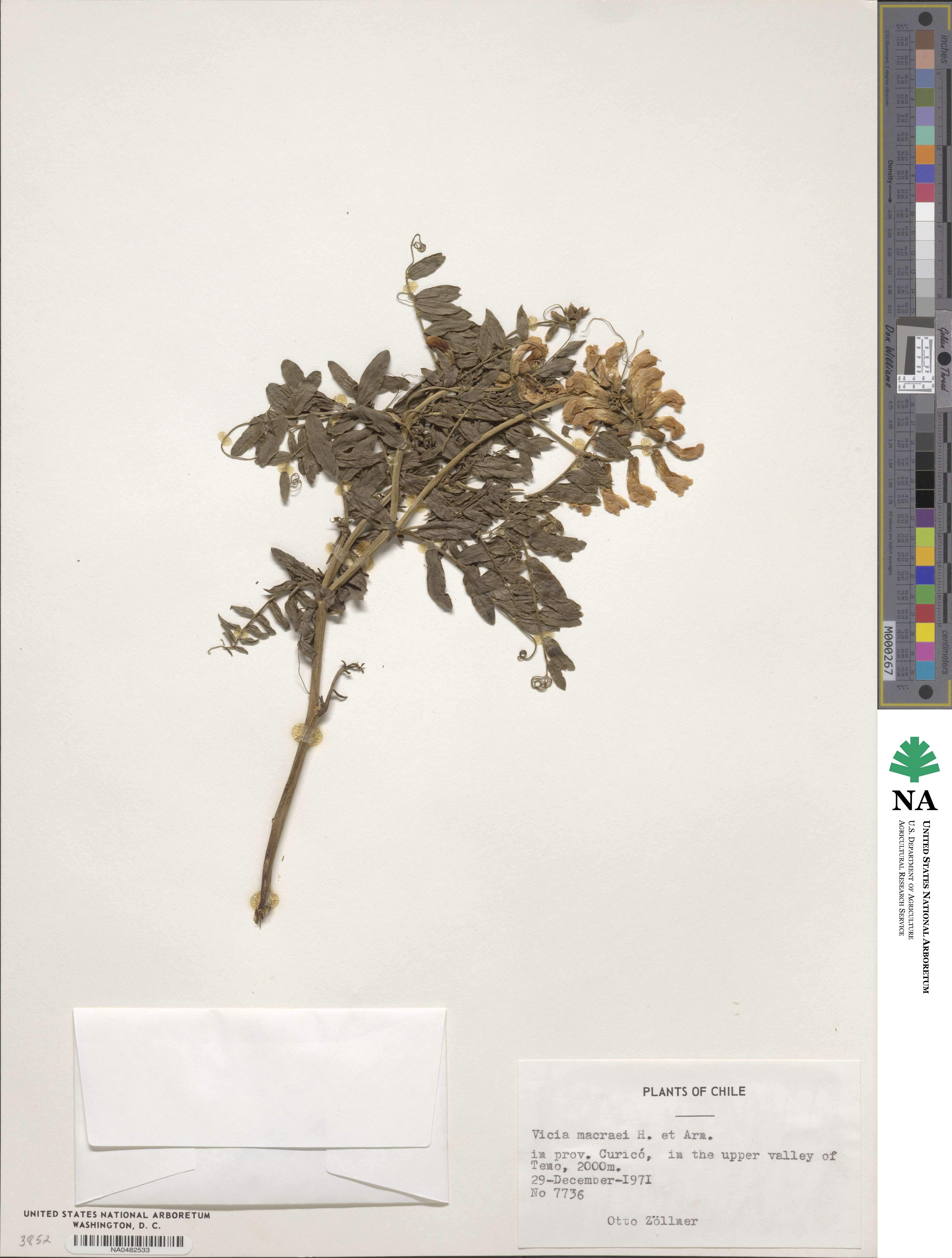 Vicia nigricans image