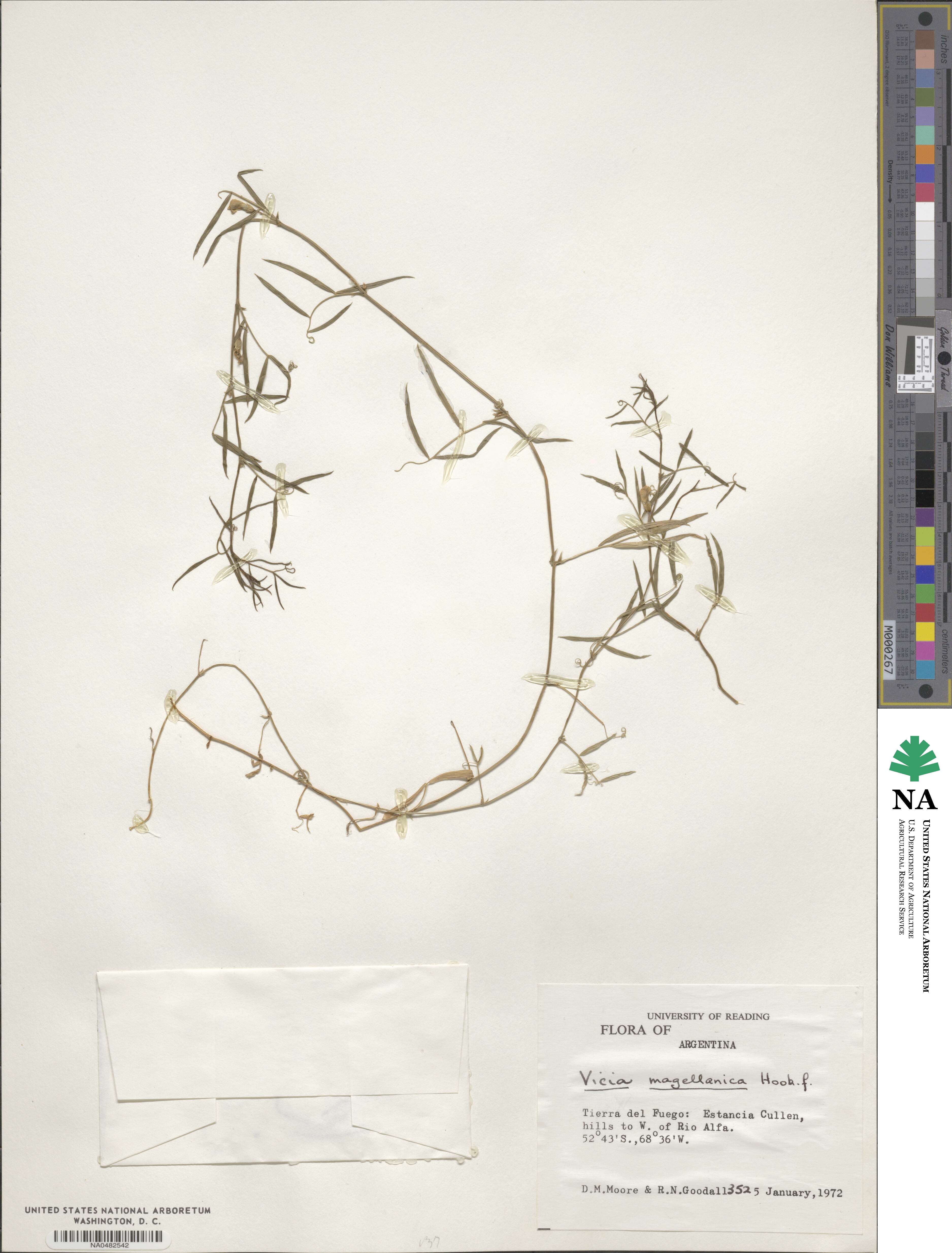 Vicia magellanica image