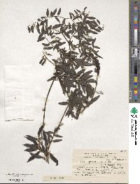 Vicia nigricans image