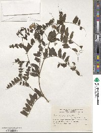 Vicia nigricans image