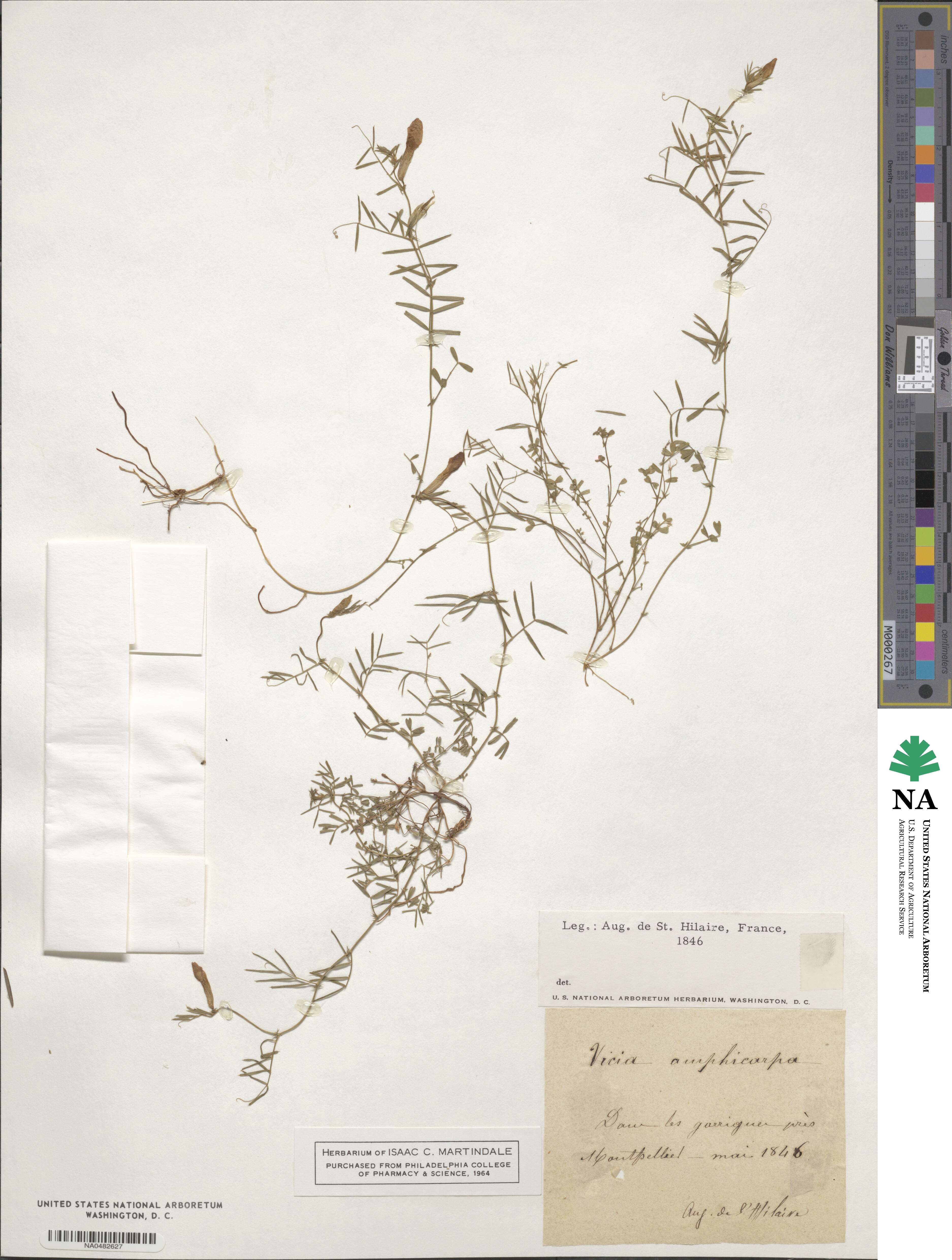Vicia sativa subsp. amphicarpa image