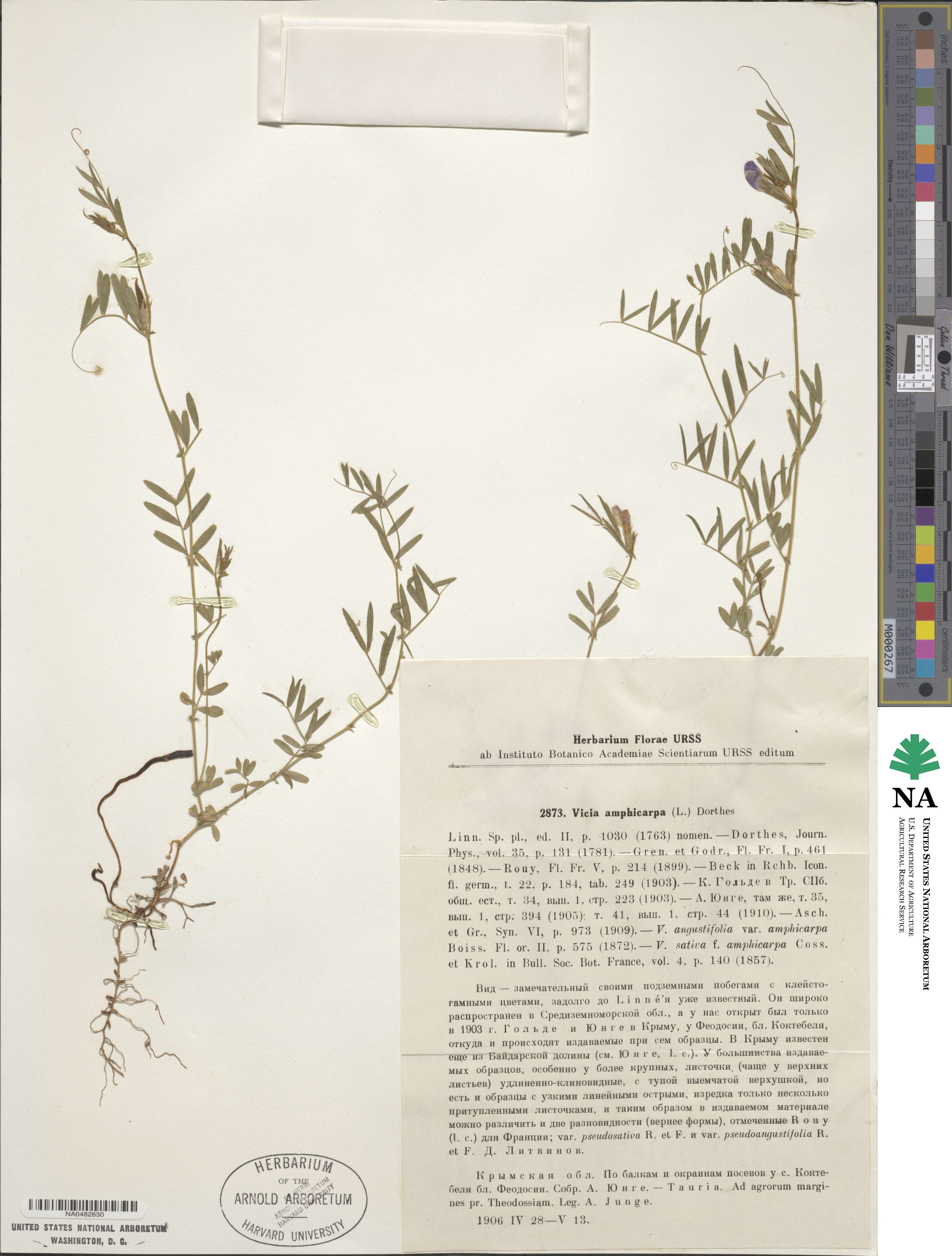 Vicia sativa subsp. amphicarpa image