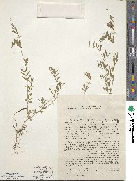 Vicia sativa subsp. amphicarpa image