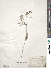 Vicia angustifolia image