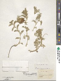 Image of Vicia argentea