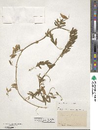 Vicia benghalensis subsp. benghalensis image