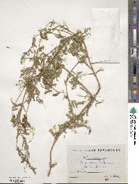 Vicia benghalensis subsp. benghalensis image