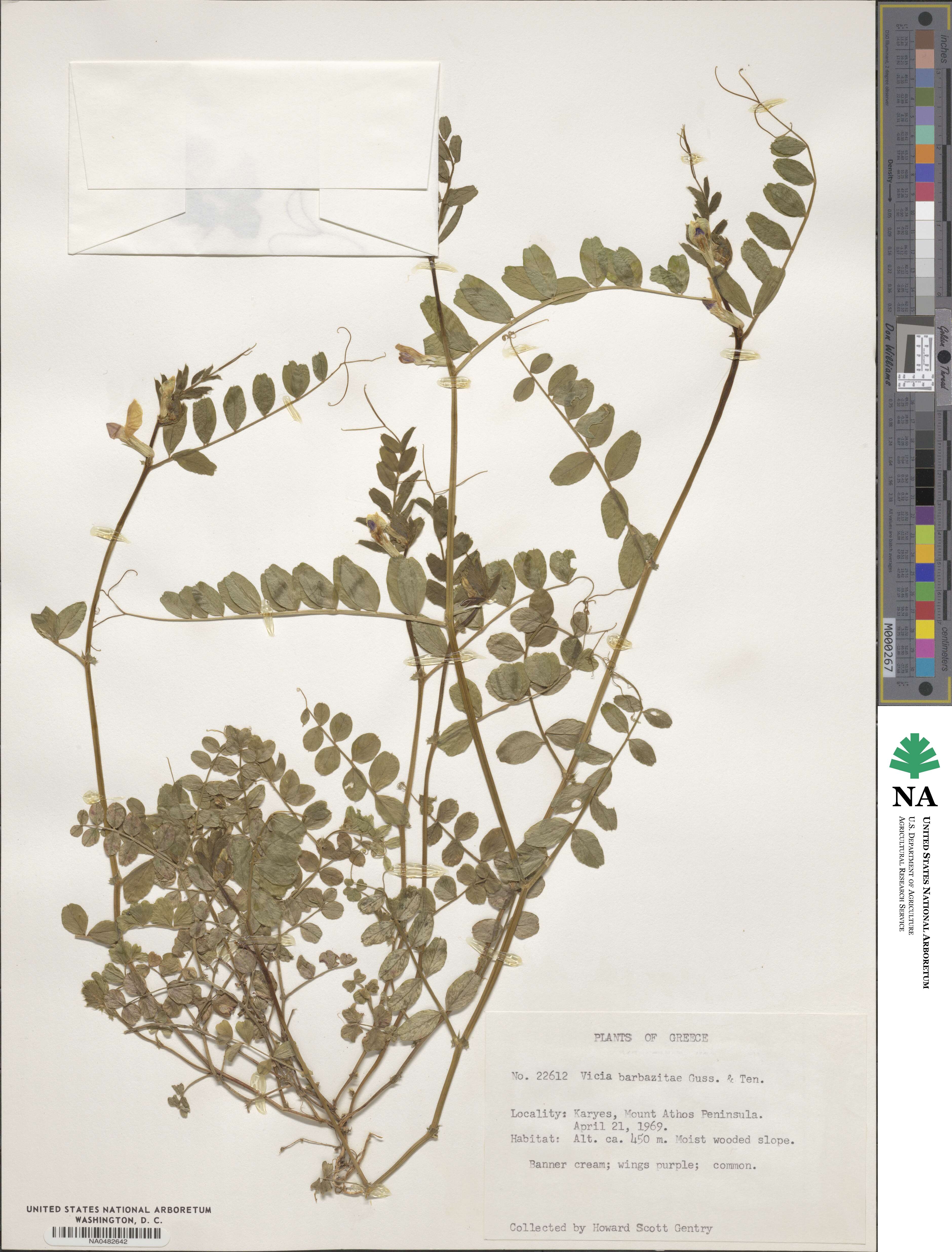 Vicia laeta image
