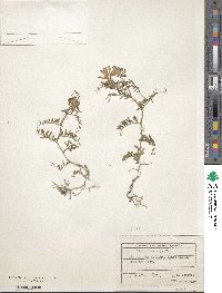 Vicia villosa subsp. varia image