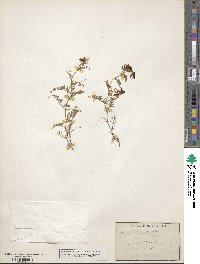 Vicia villosa subsp. varia image