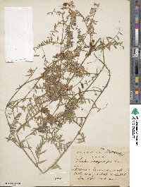 Vicia villosa subsp. varia image