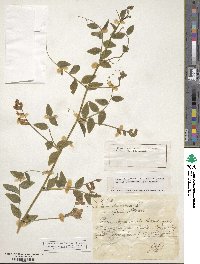 Vicia dumetorum image