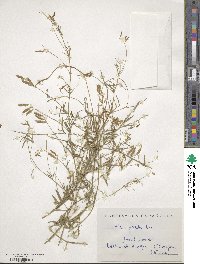 Vicia gracilis image