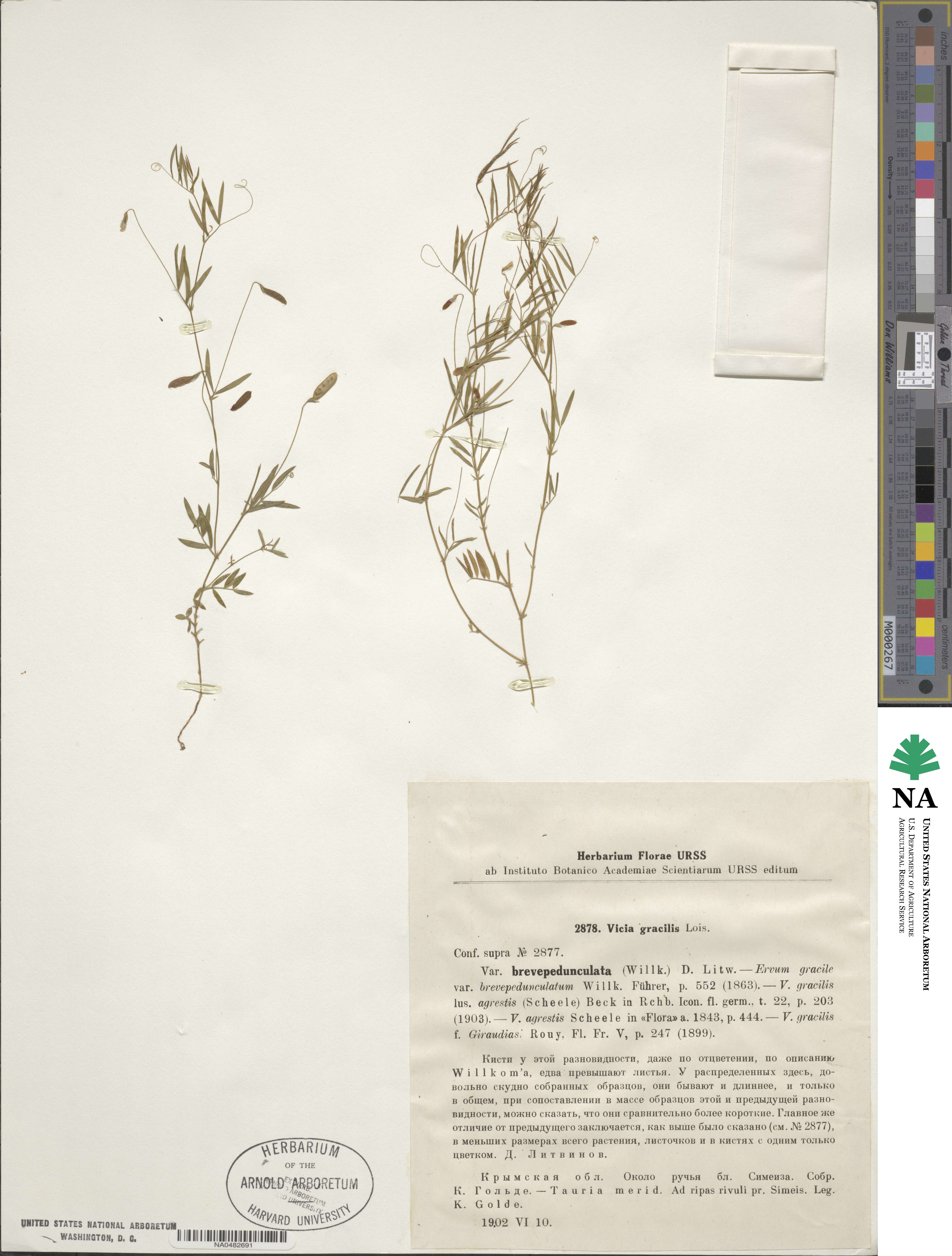 Vicia gracilis image