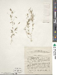 Vicia gracilis image