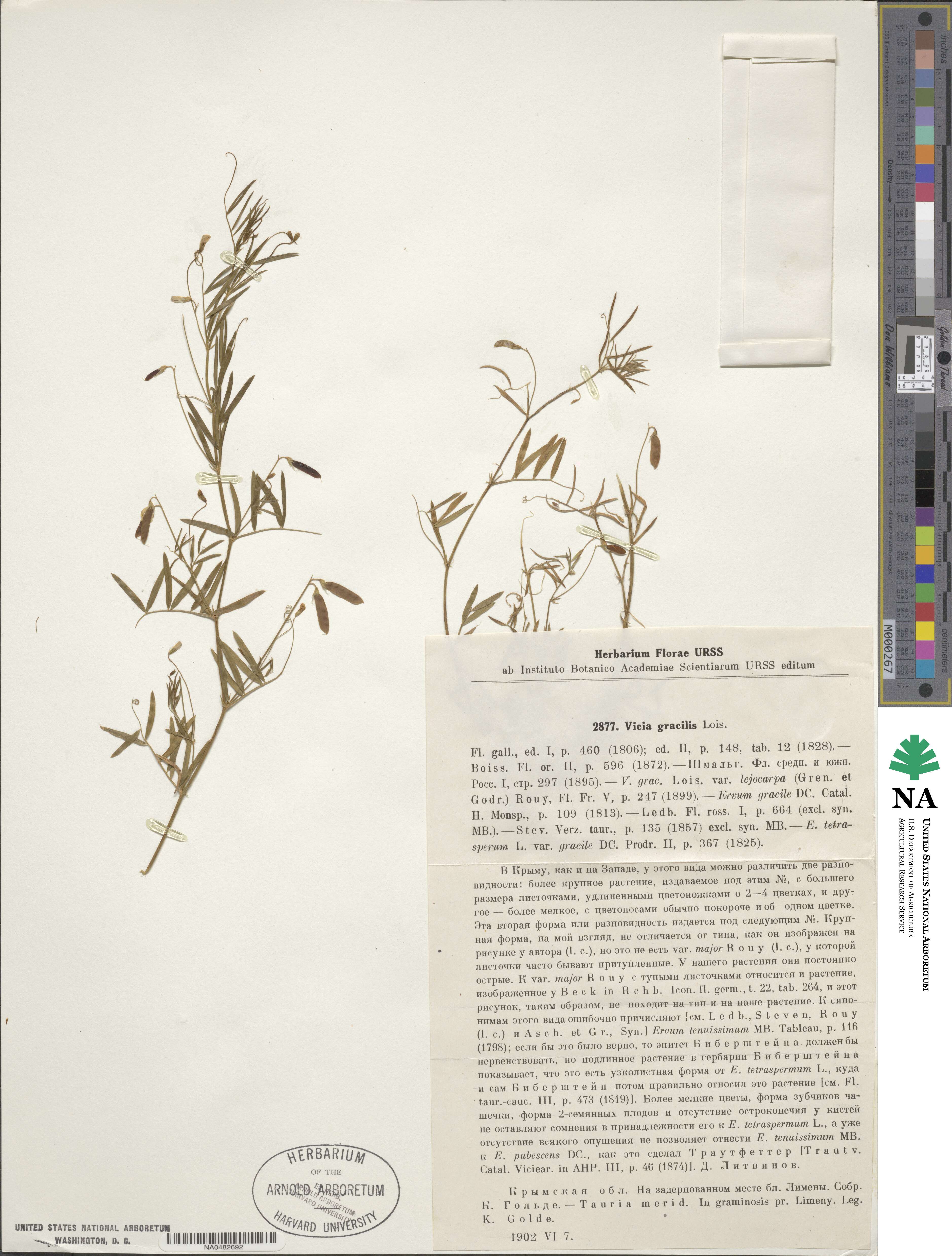 Vicia gracilis image