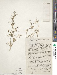 Vicia gracilis image