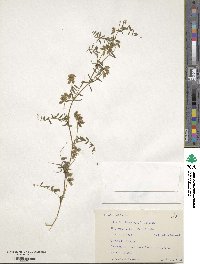 Vicia hirsuta image