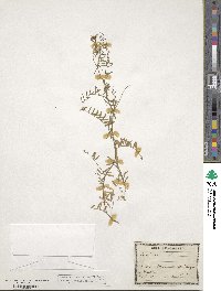 Vicia hirsuta image