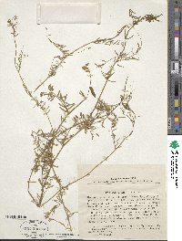 Vicia hirsuta image