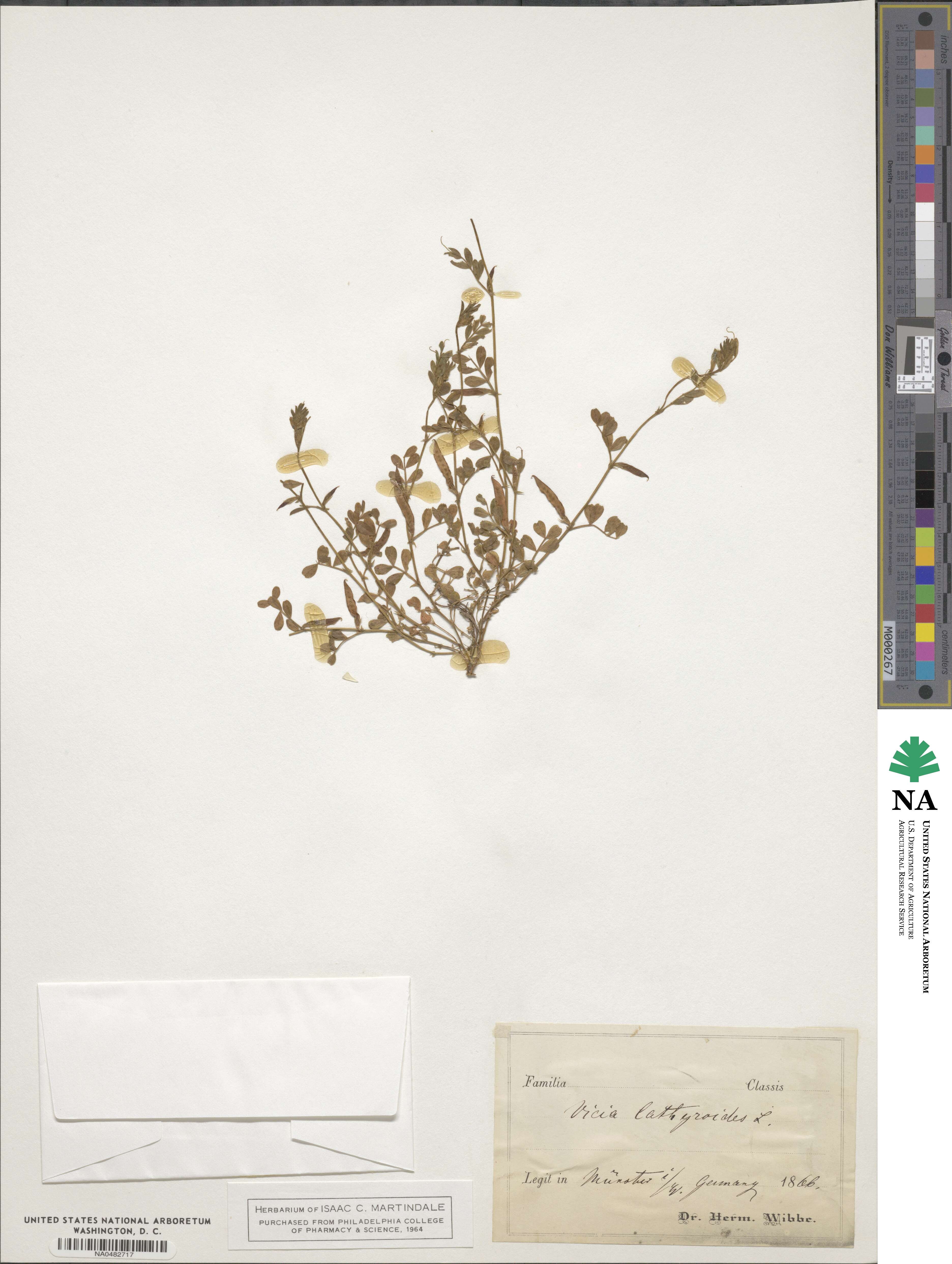 Vicia lathyroides image
