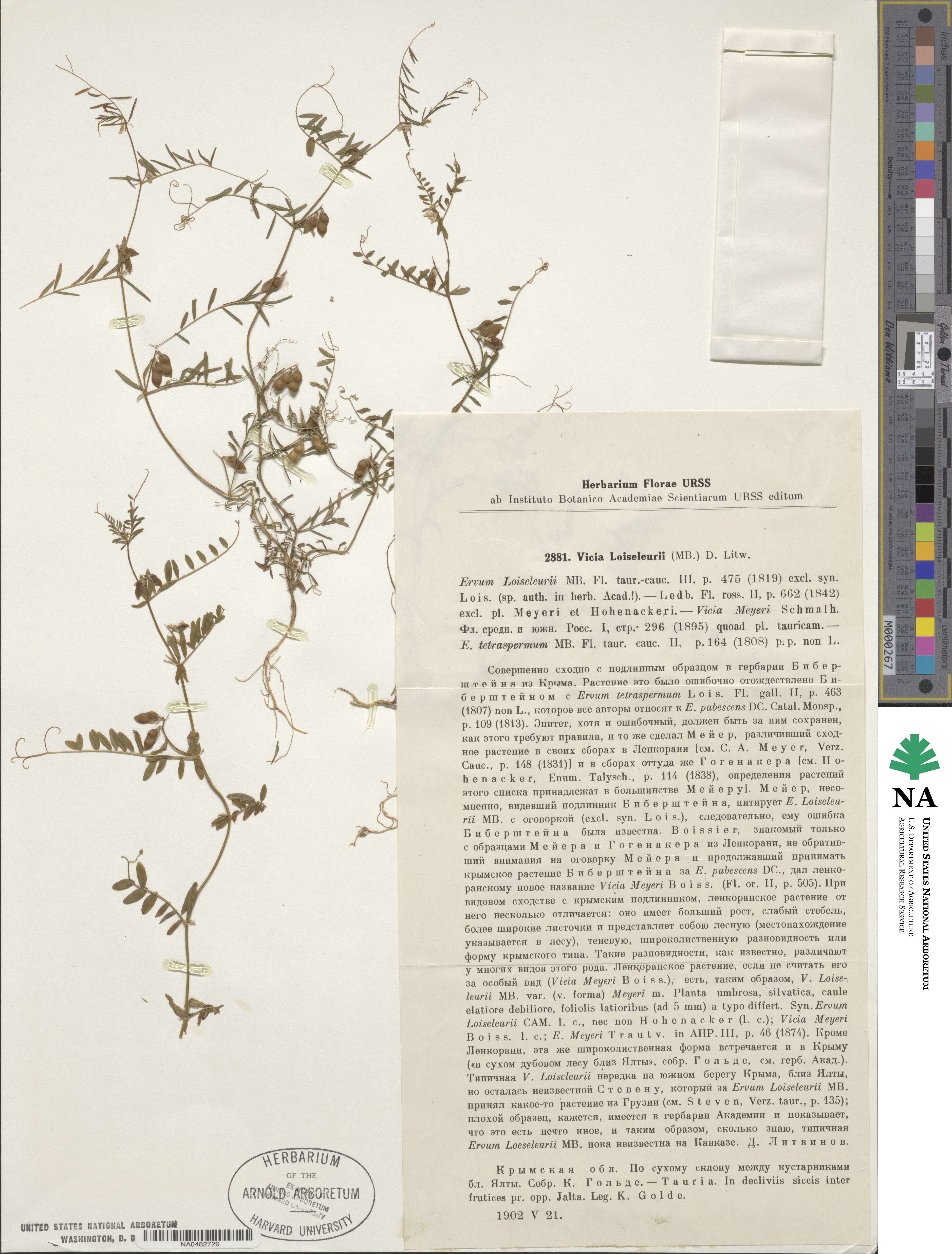 Vicia loiseleurii image
