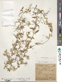 Vicia lutea image