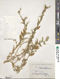 Vicia lutea subsp. lutea image